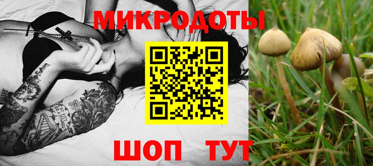Галлюциногенные грибы Cubensis Качканар